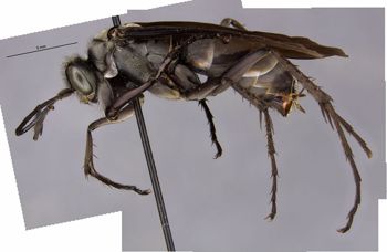 Media type: image;   Entomology 16232 Aspect: habitus lateral view